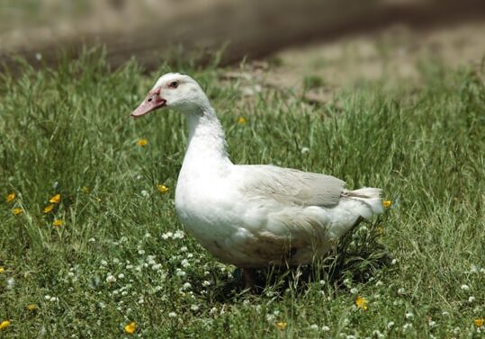canard11-min canard11-min